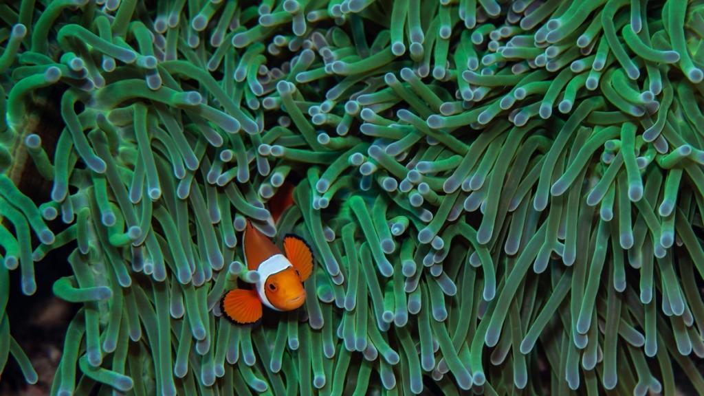 IMG_5014_klein (c) A clownfish on an anemone in the lagoon around Kimbe Island in Papua New Guinea, (c) Simon Thorrold, Woods Hole Oceanographic Institution