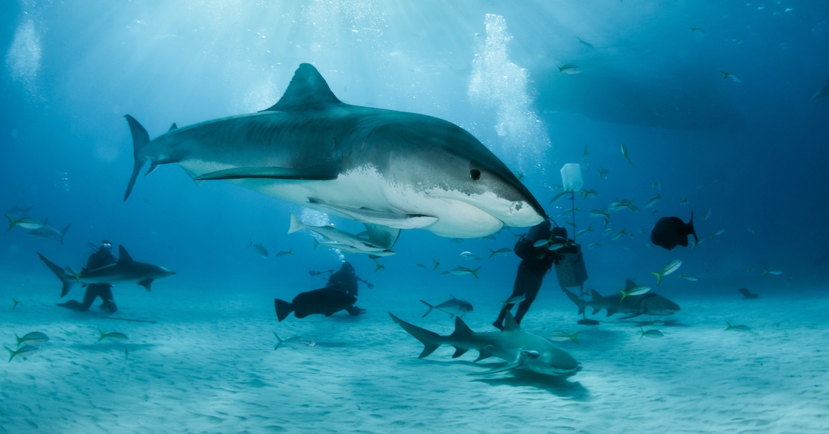 Picture shows a Tiger shark at dive destination Tigerbeach, Bahamas