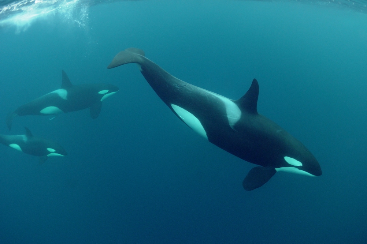 orcas CREDIT Orca Norway (c) 