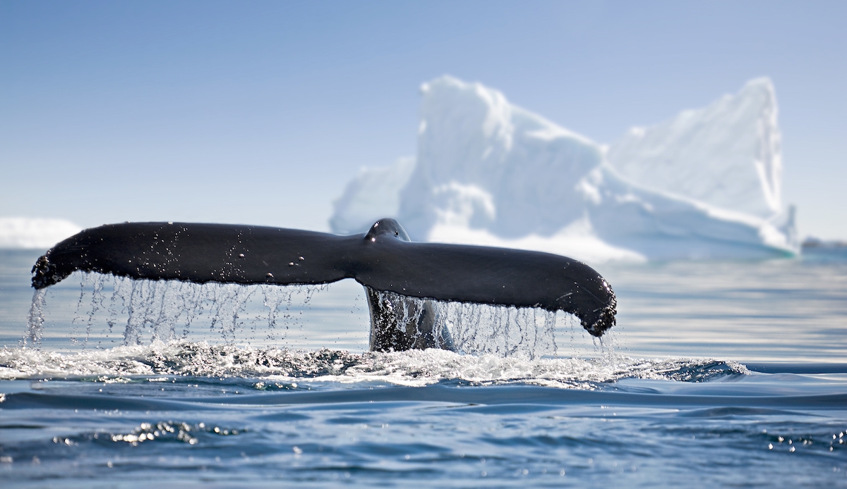 Alaska. Humpback whale breaching jumping. (c) 