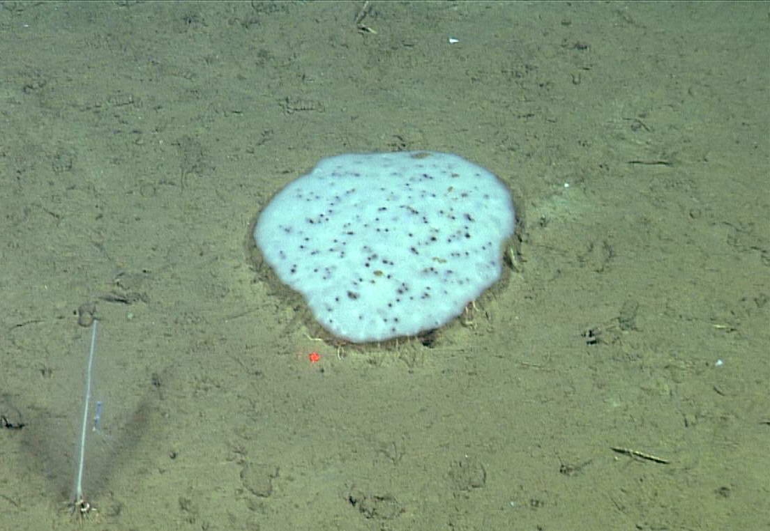 “Spotted biscuit sponge,” Docosaccus maculatus, at Station M (c) This 