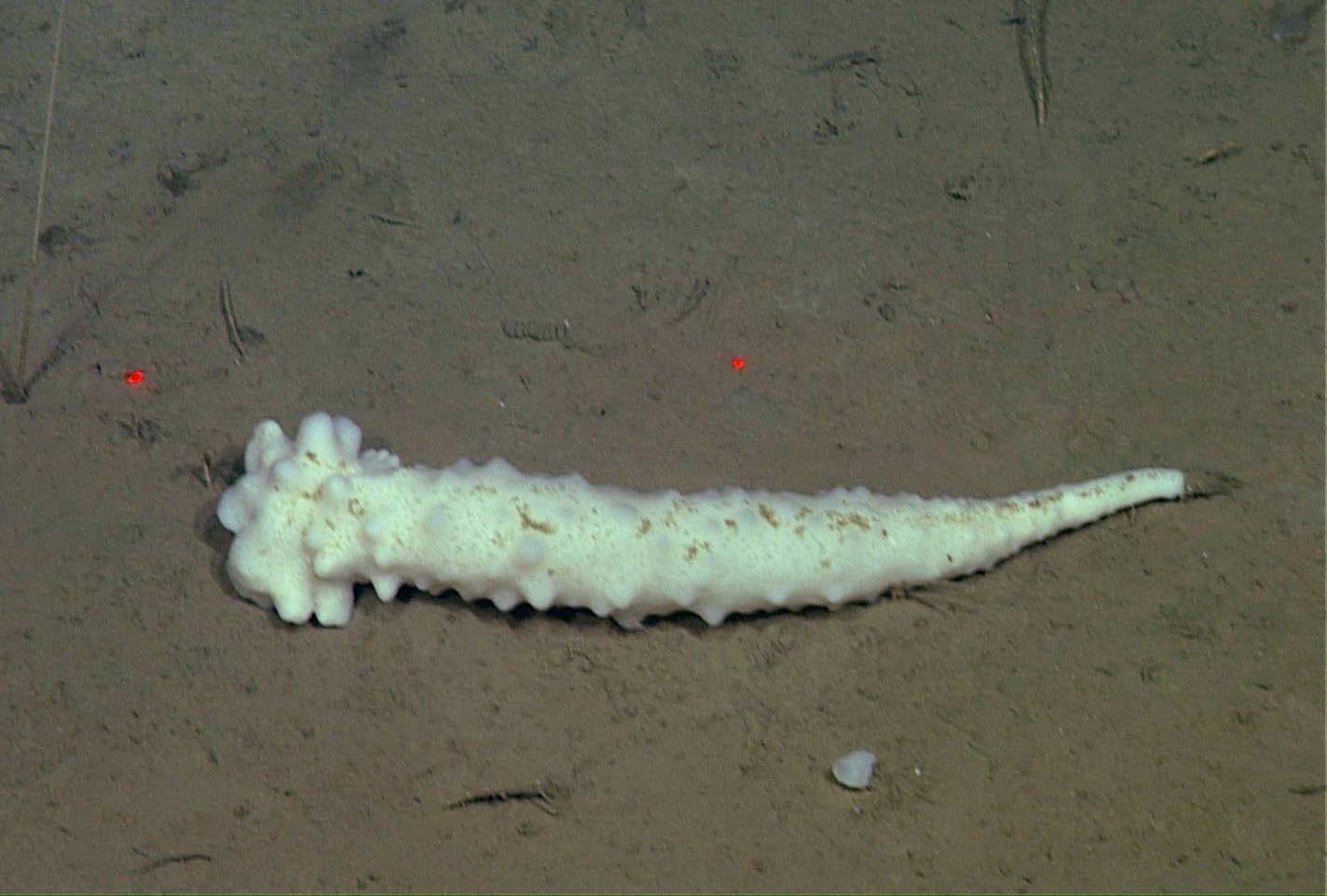 Hexactinellid sponge at Station M (c) Pushed by currents, this trumpet sponge in the genus Hexactinellida, rolls across the muddy seafloor. (c) 2015 MBARI