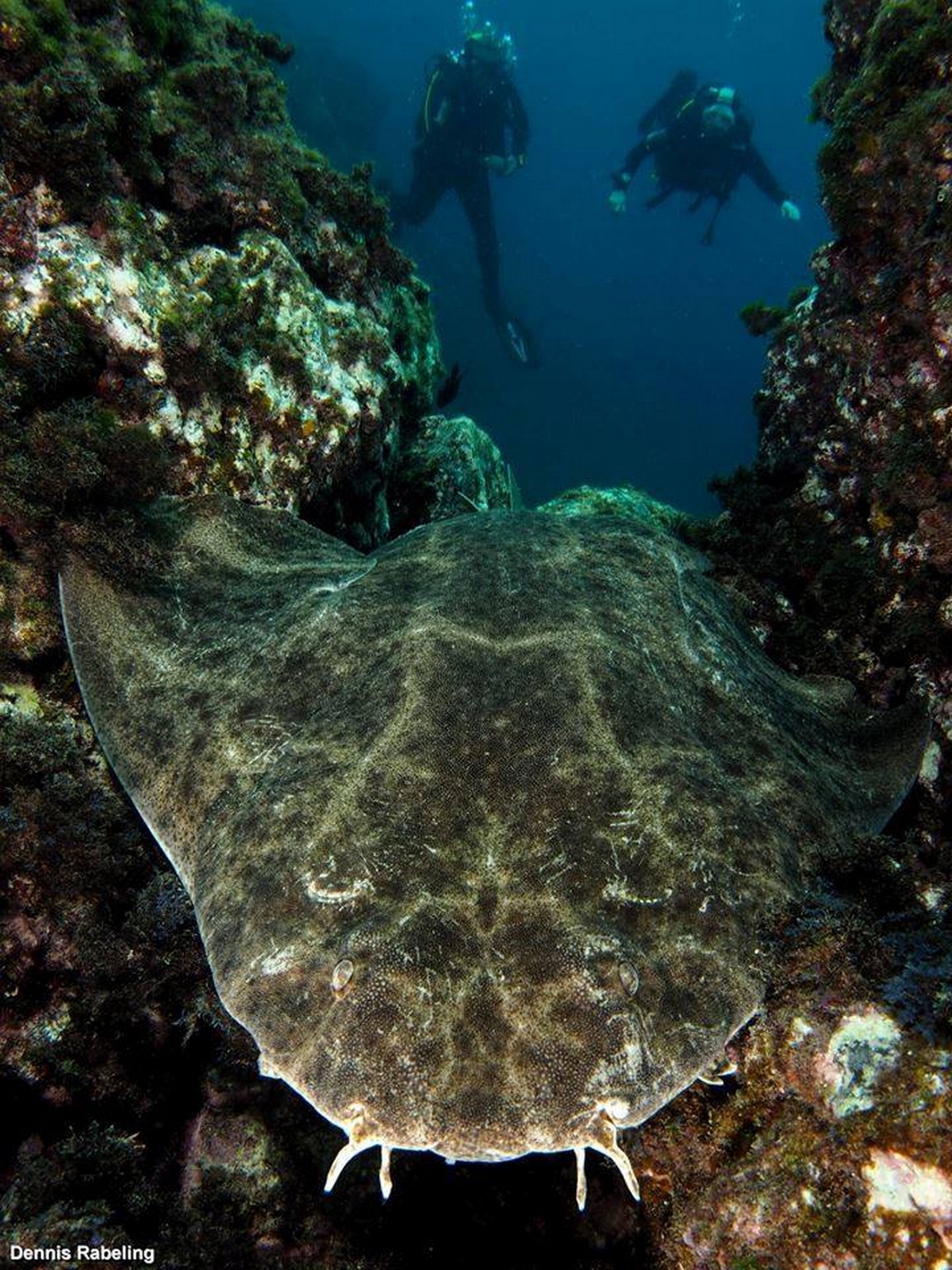 Withdivers_klein (c) Angel Shark and Divers - Dennis Rabeling