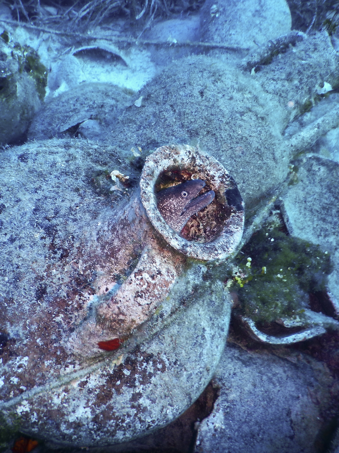 In the underwater museum you will find moray eels.