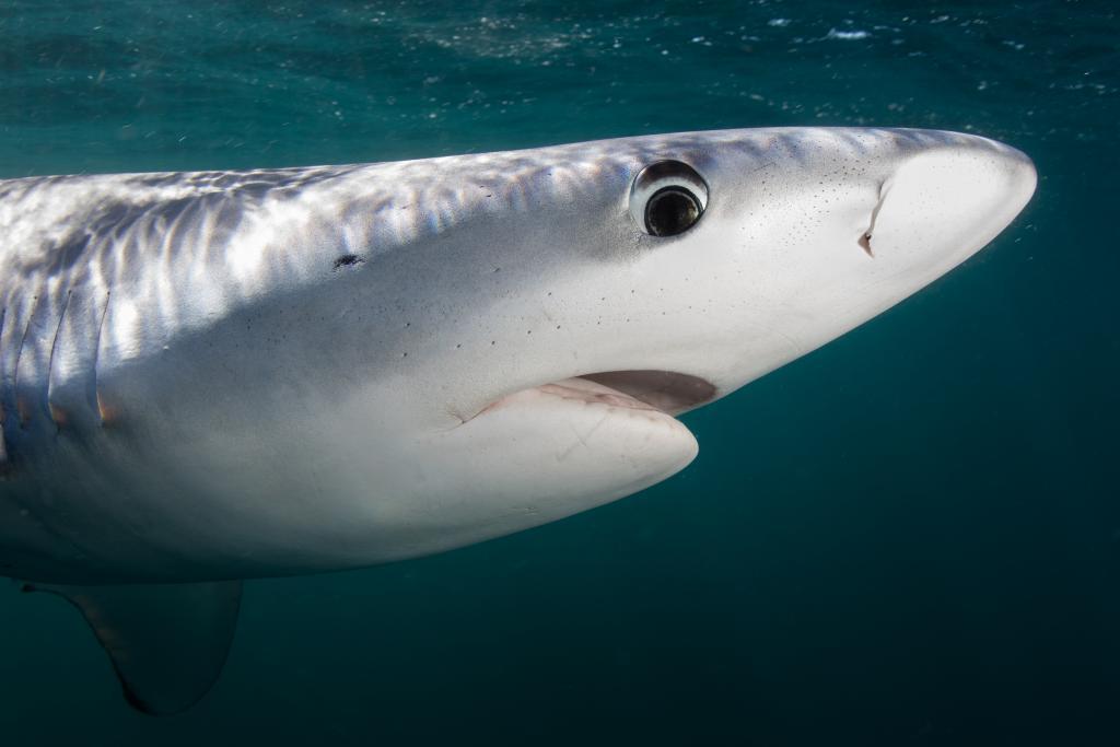 Face of a blue shark