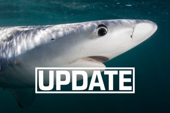 Maldives Government is NOT Lifting the Shark Fishing Ban.