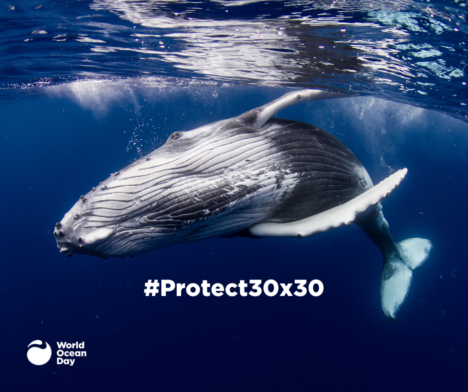 Whale1_FB_#30x30 (c) image©World Ocean Day