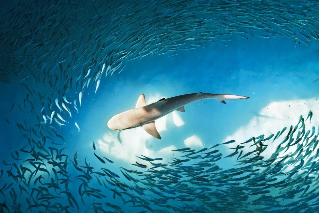 Shark and small fishes in ocean (c) image©AdobeStock/Nikolai-Sorokin