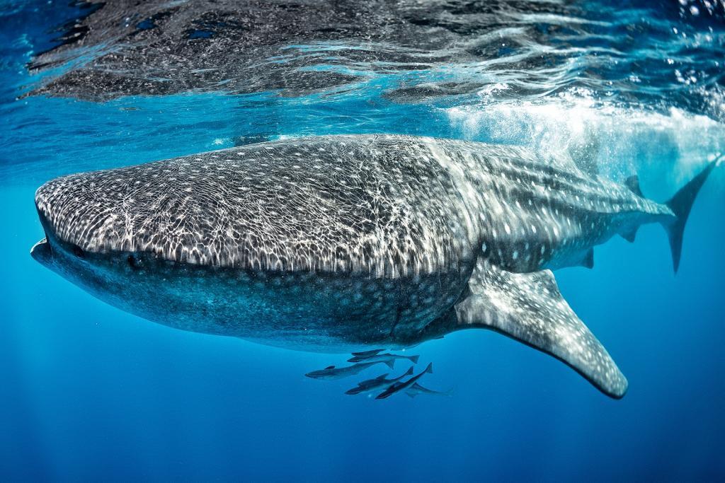 Wildlife_Whale_Shark_iStock-Extreme-Photographer
