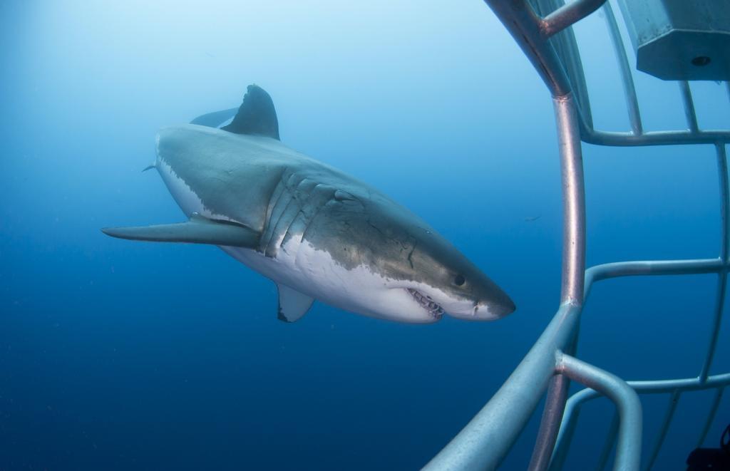 Great white shark (c) image©shutterstock/ID397565521