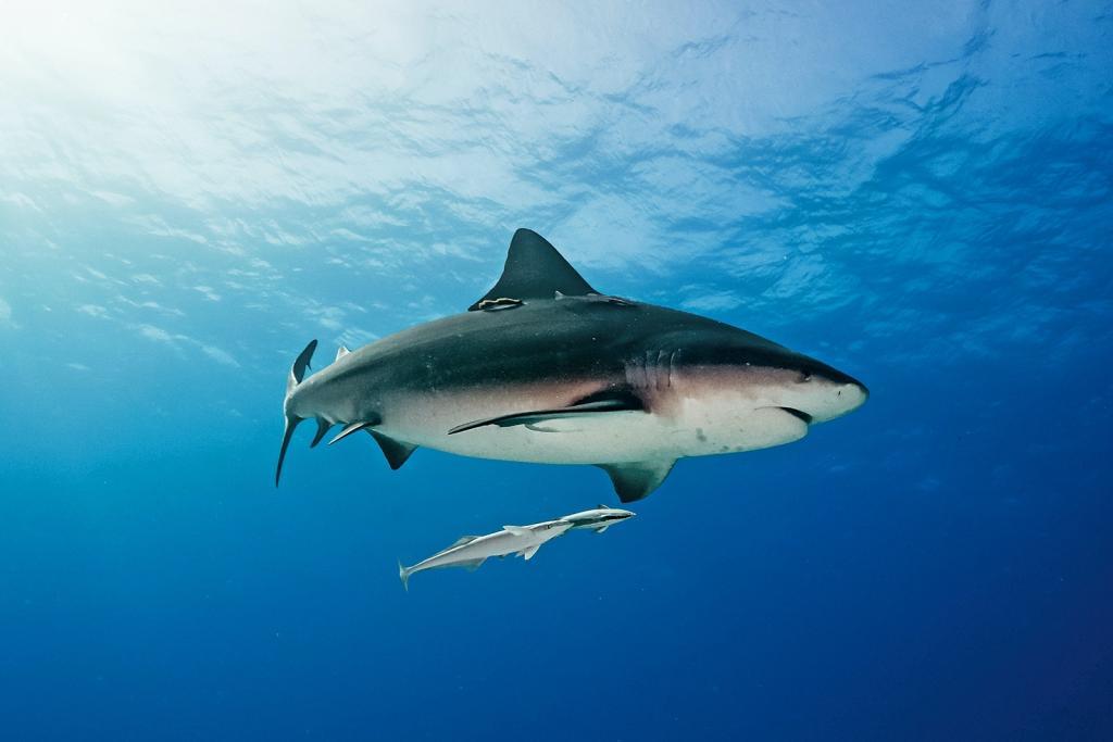 Bull shark Bahamas Bimini (c) ©iStock/HakBak1979
