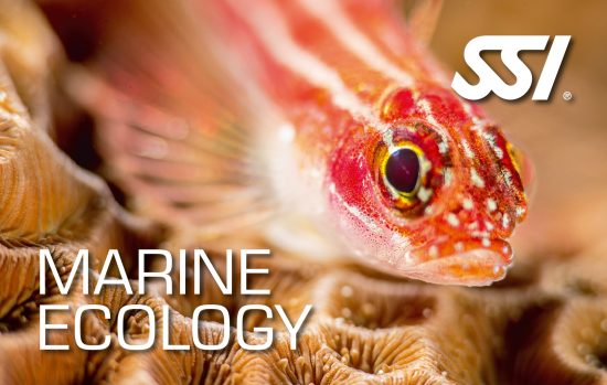 Marine Ecology course